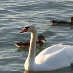 Toscanaapartmanbalatonhu Family Frend * Siófok