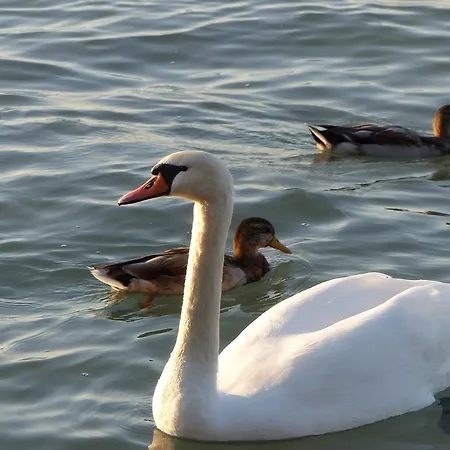 Toscanaapartmanbalatonhu Family Frend * شيوفوك