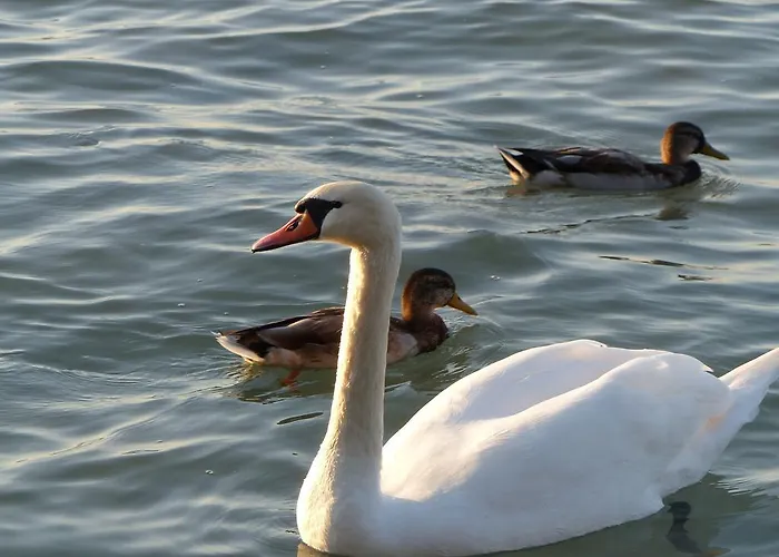 Toscanaapartmanbalatonhu Family Frend * Siófok